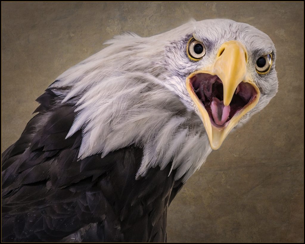 Say What - Rudy Dierks